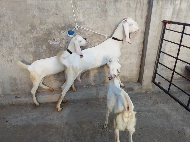 Bakri do bachy — photo 2