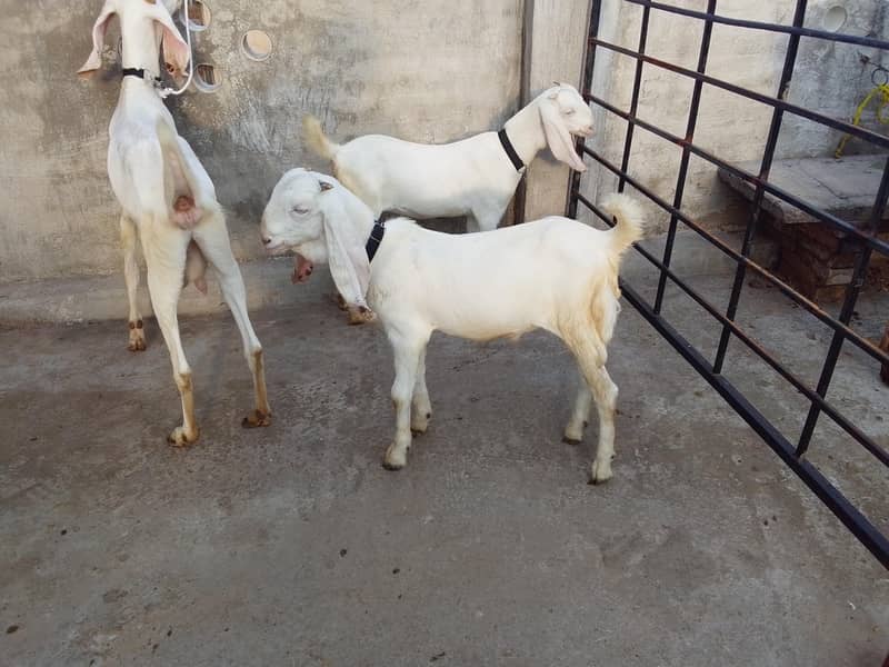 Bakri do bachy 2