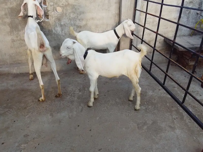 Bakri do bachy — photo 3