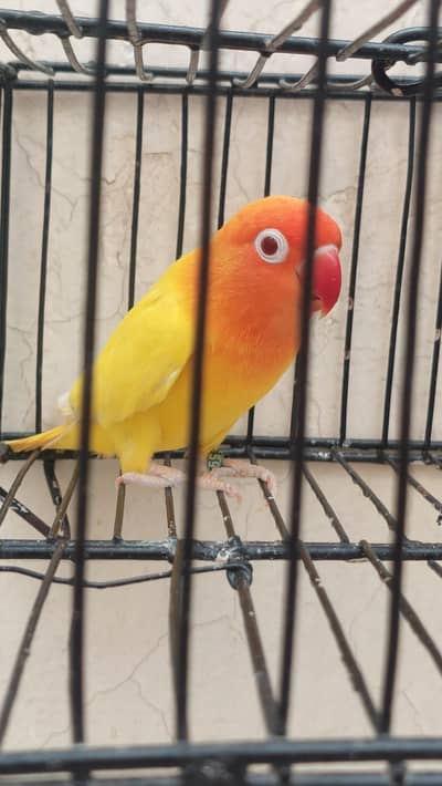 love Birds for sale