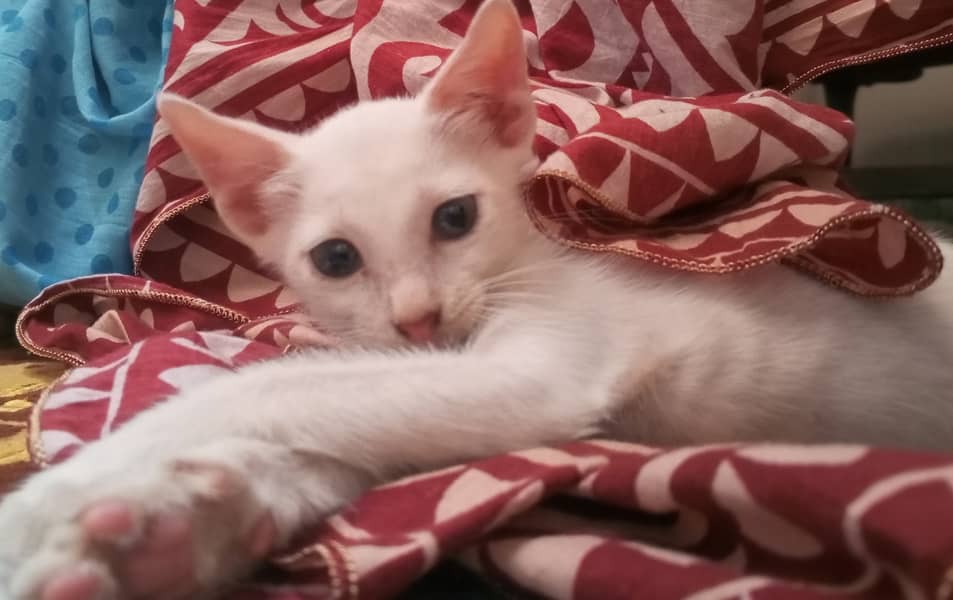 Kitten 1