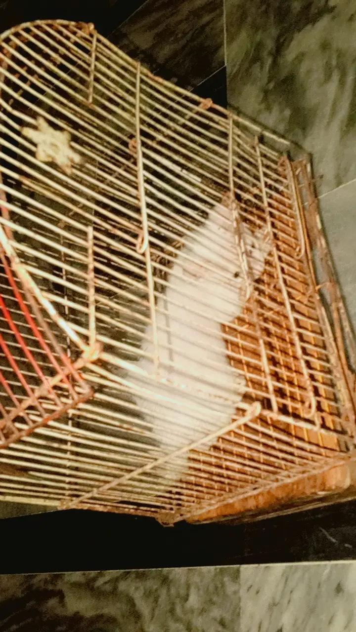 Kitten — photo 3