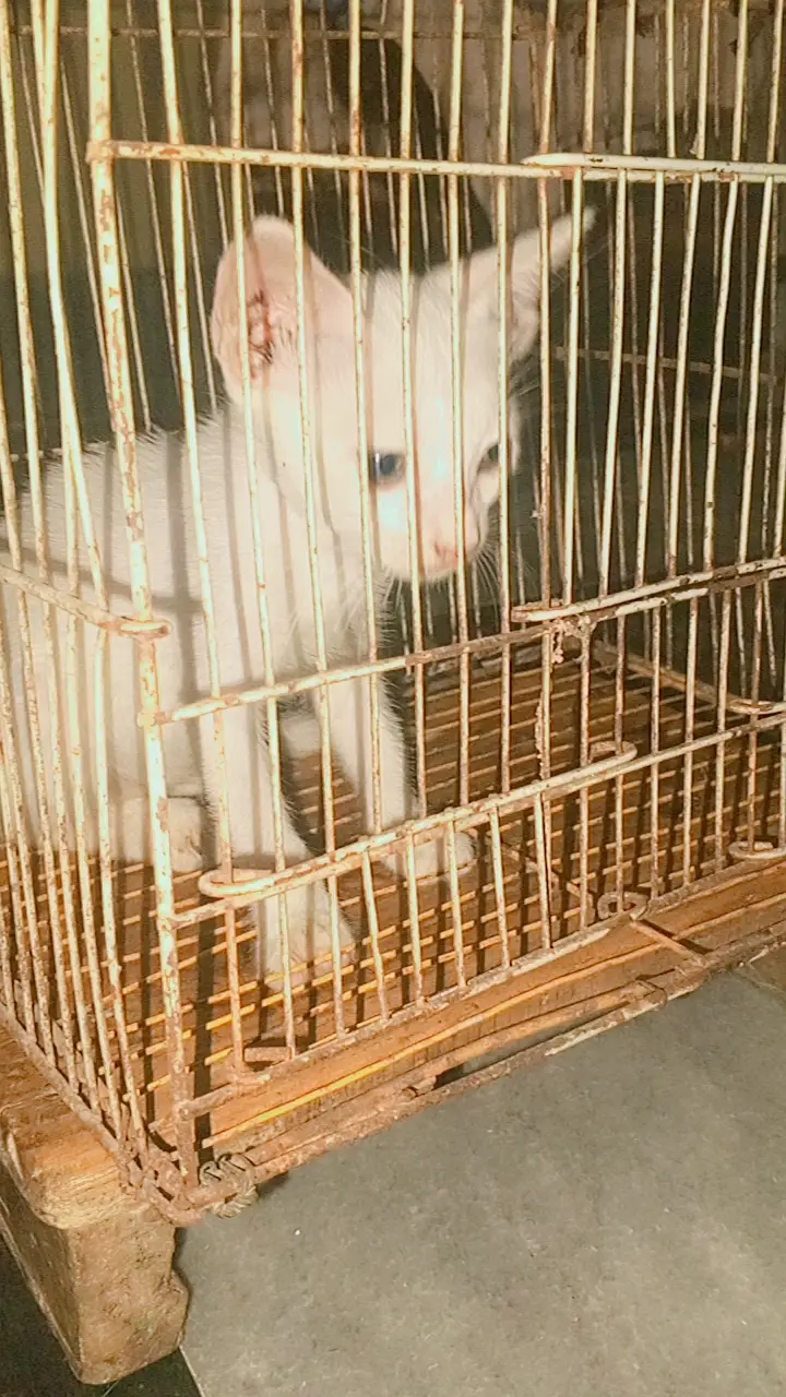 Kitten — photo 4
