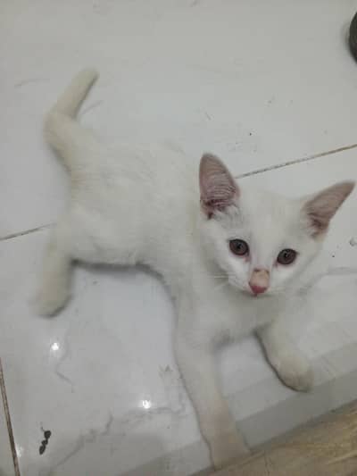 Persian
