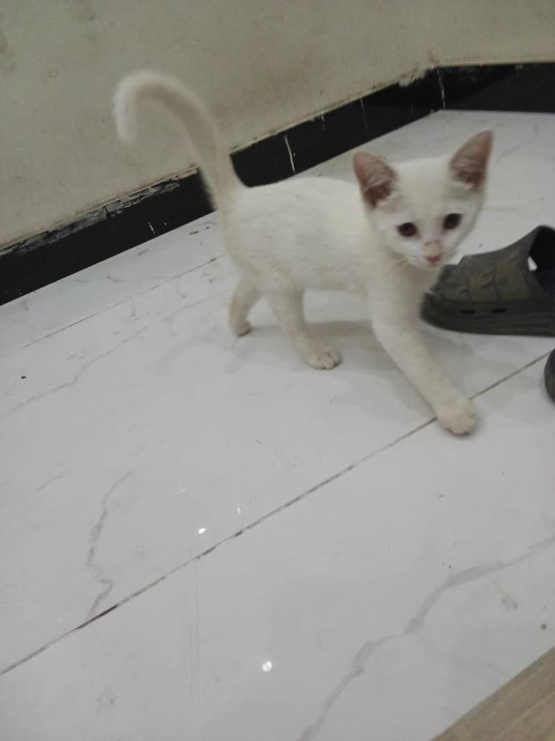 Persian 1