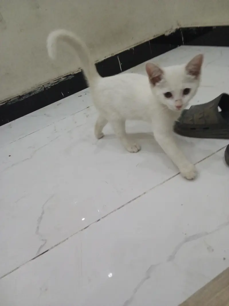 Persian — photo 2