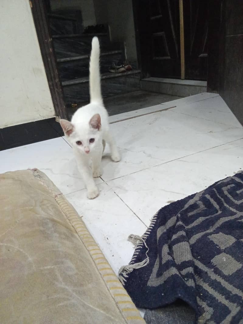 Persian 2