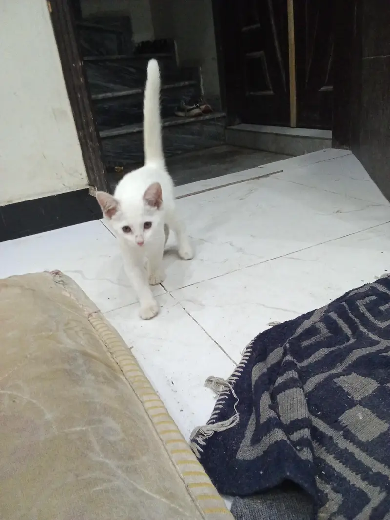Persian — photo 3