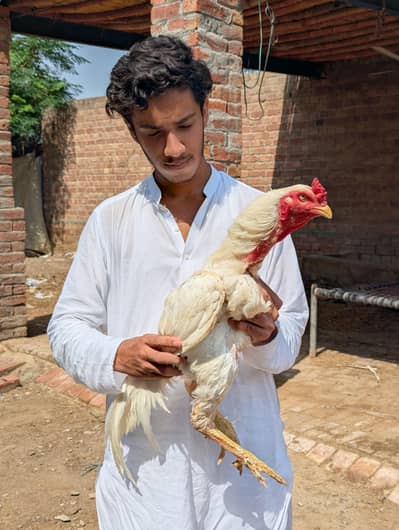 permoz hera breed