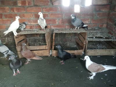 Sherazi pegions active and healthy