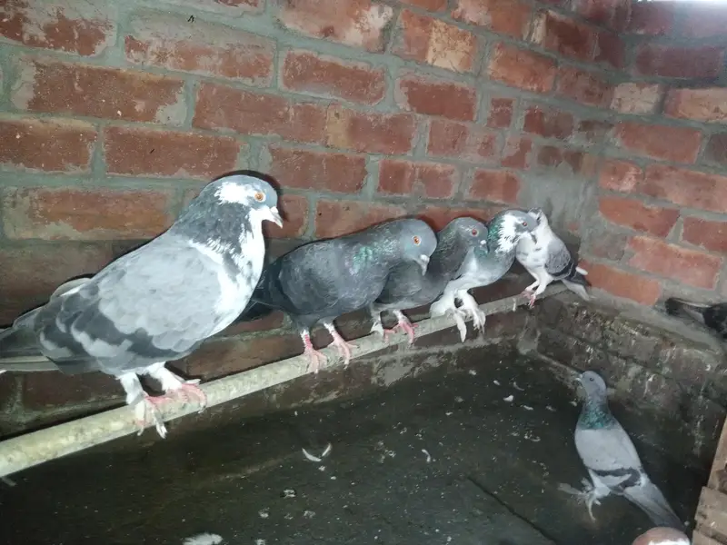 Sherazi pegions active and healthy — photo 2