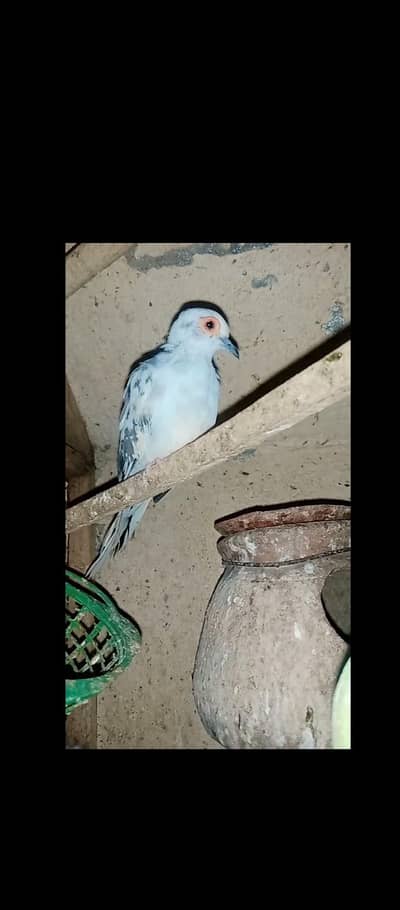 diamond Dove pair