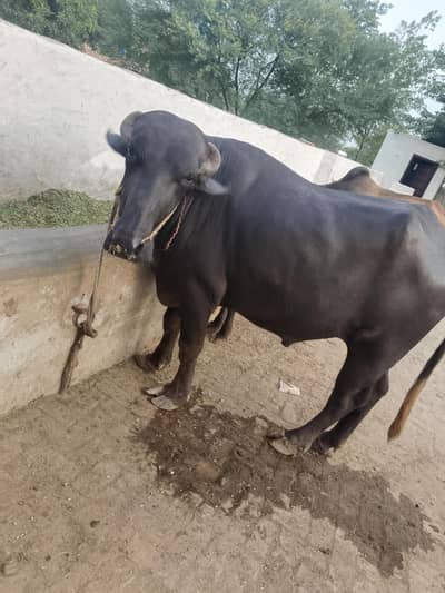 Buffalo for sale