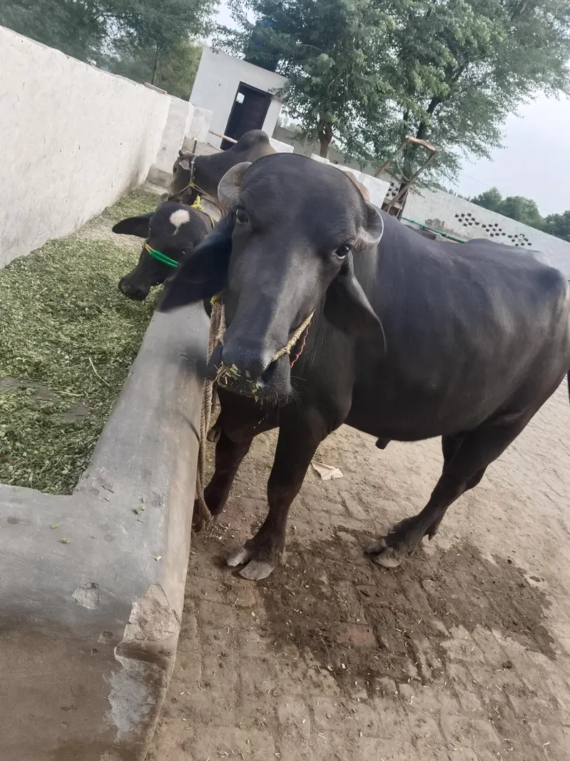 Buffalo for sale — photo 2