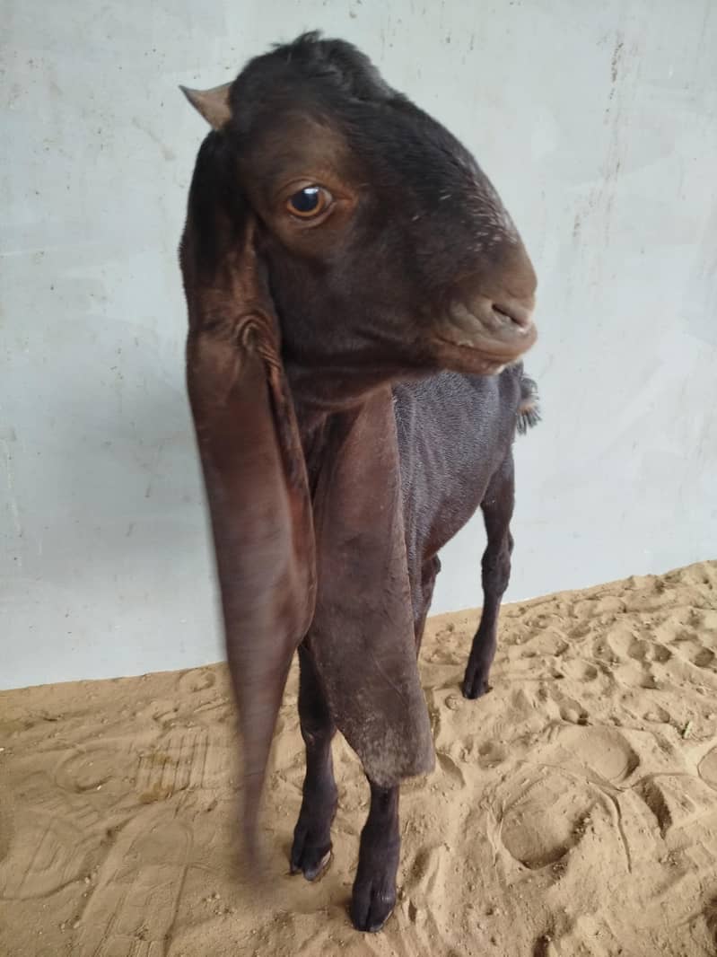 Bakra 0