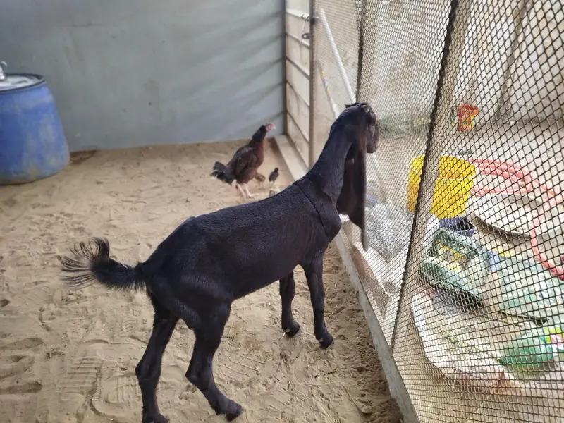 Bakra — photo 2