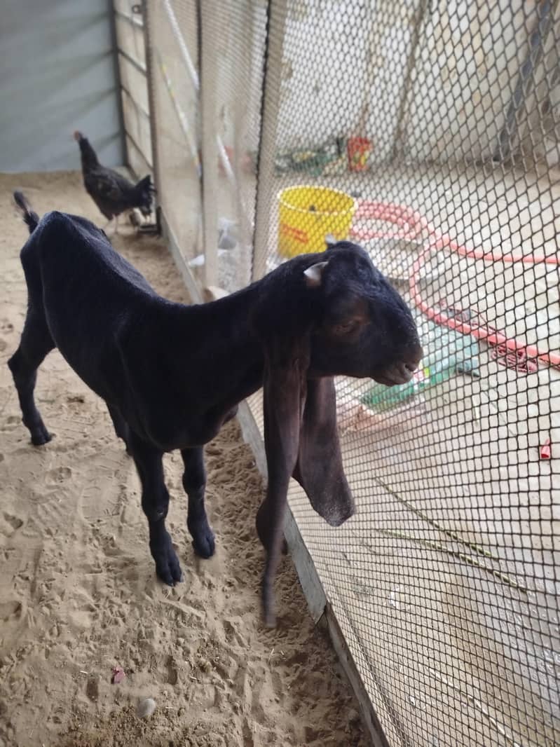 Bakra 4