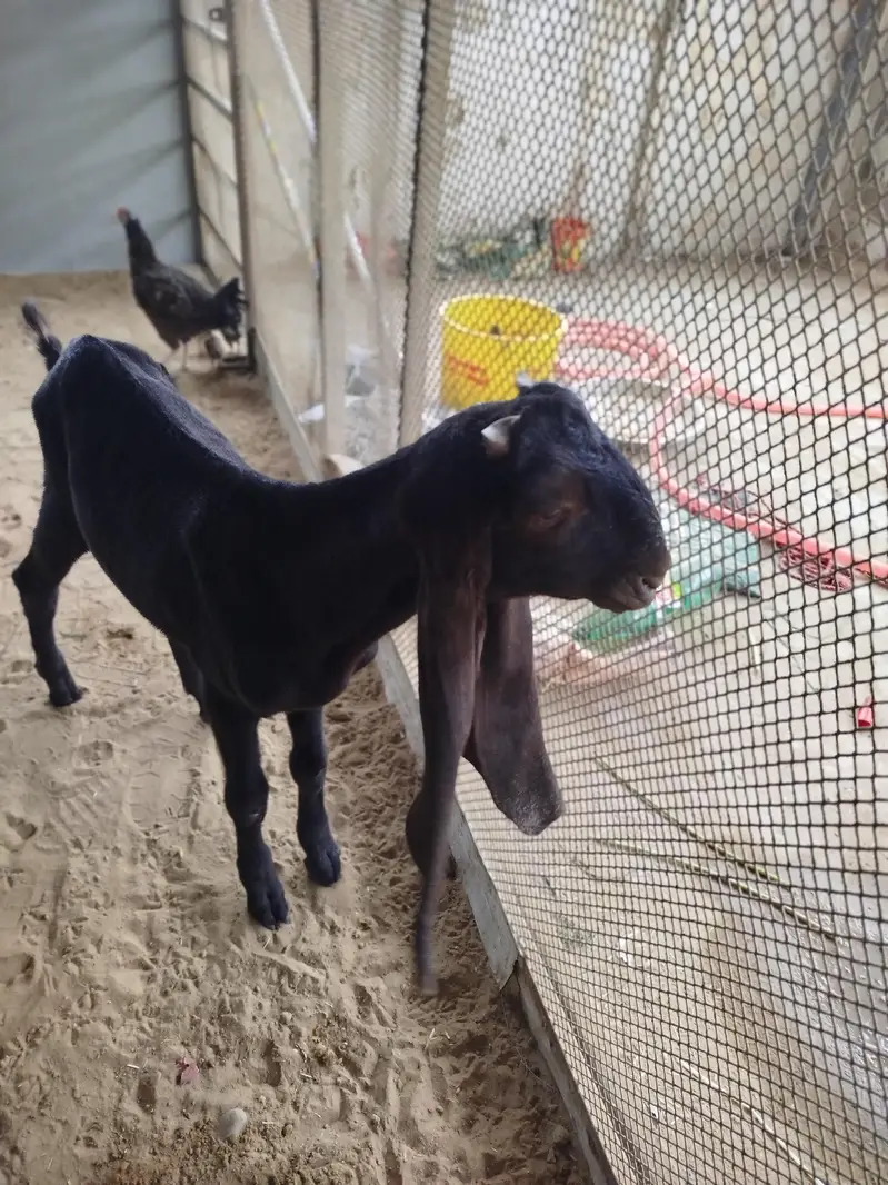 Bakra — photo 5