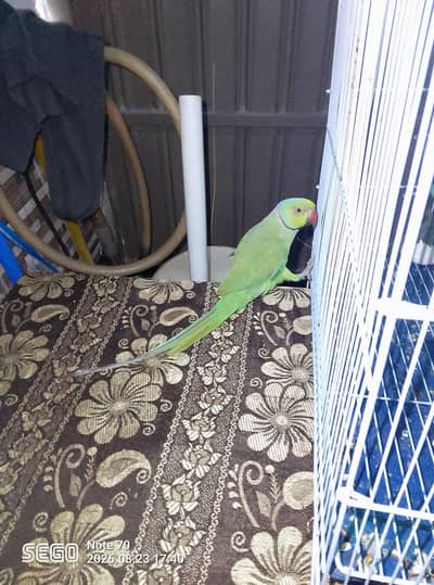 ringneck breeder male