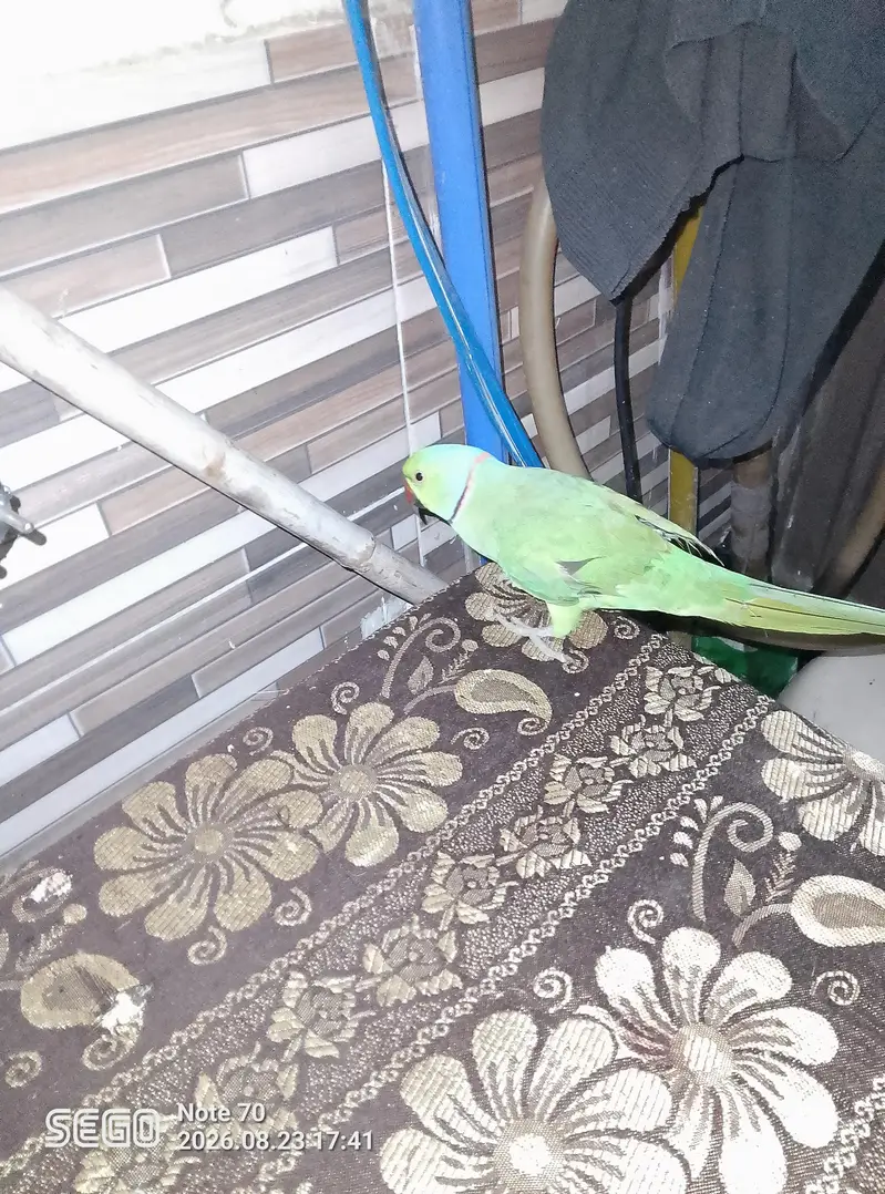 ringneck breeder male — photo 2