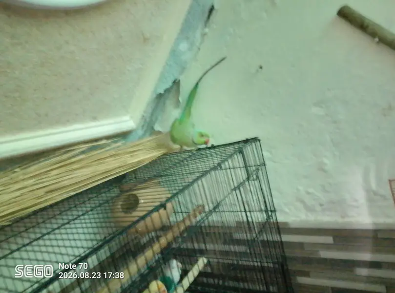 ringneck breeder male — photo 3