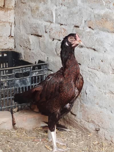 Aseel patha or chicks for sale 03094800642