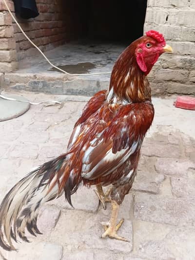 Aseel Murga for sale 03114427500