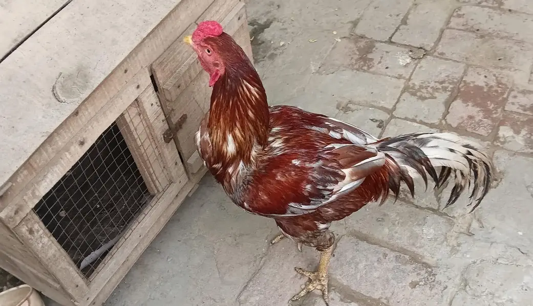 Aseel Murga for sale 03114427500 — photo 4