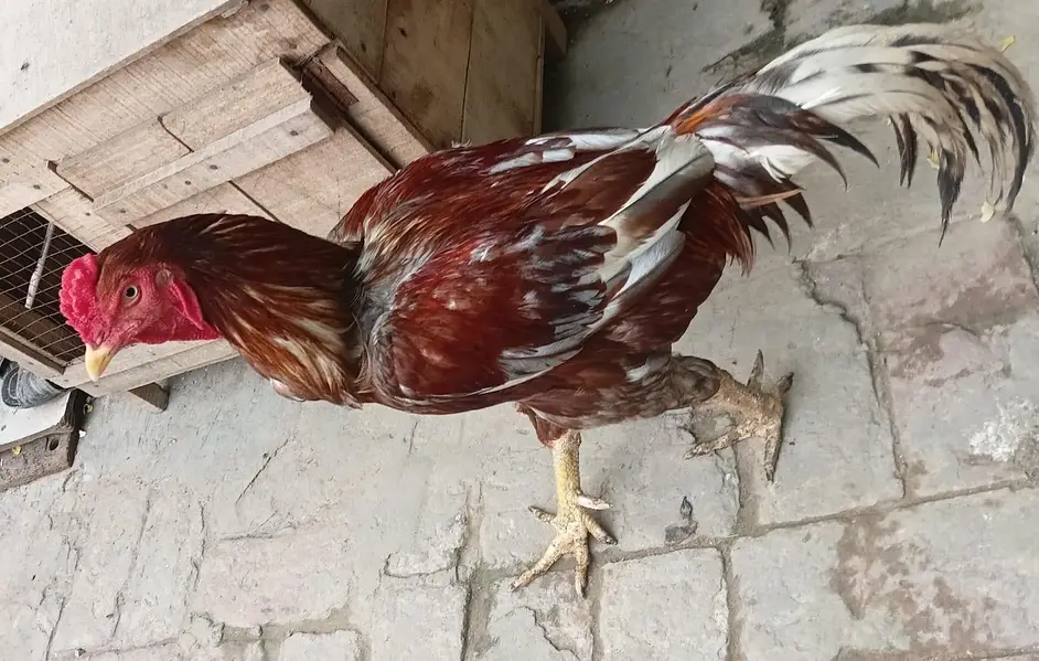 Aseel Murga for sale 03114427500 — photo 6
