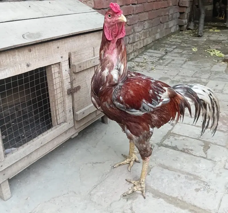 Aseel Murga for sale 03114427500 — photo 7