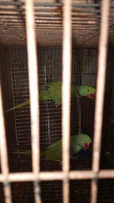 Raw parrot for sale