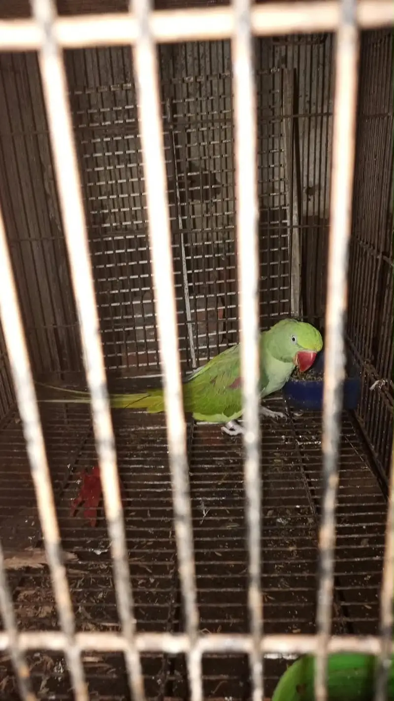 Raw parrot for sale — photo 2