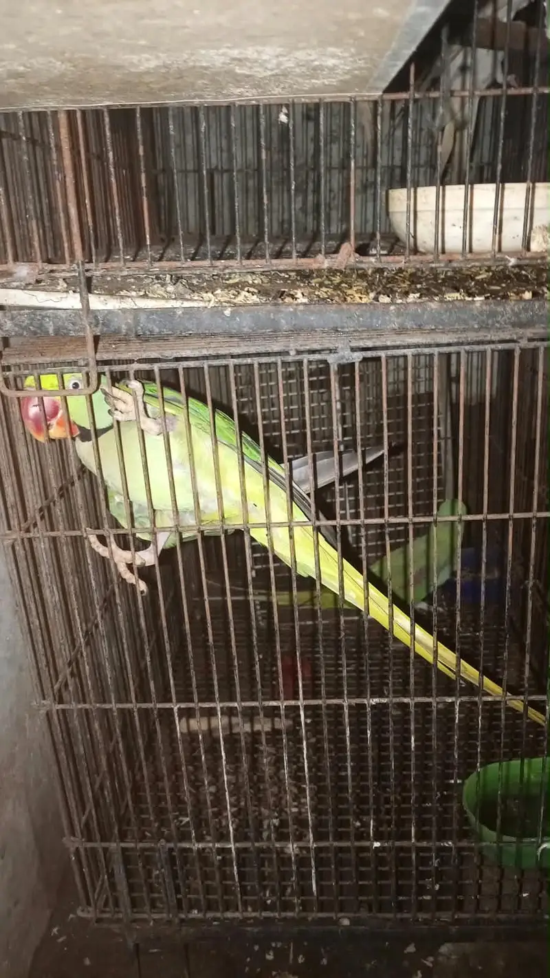 Raw parrot for sale — photo 3