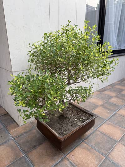 Old Sorcerer’s Bush Bonsai
