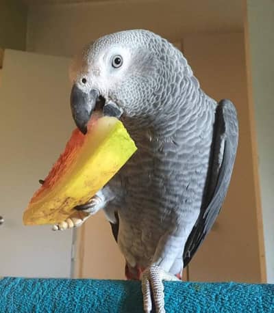 African grey parrot only WhatsApp 03094988831