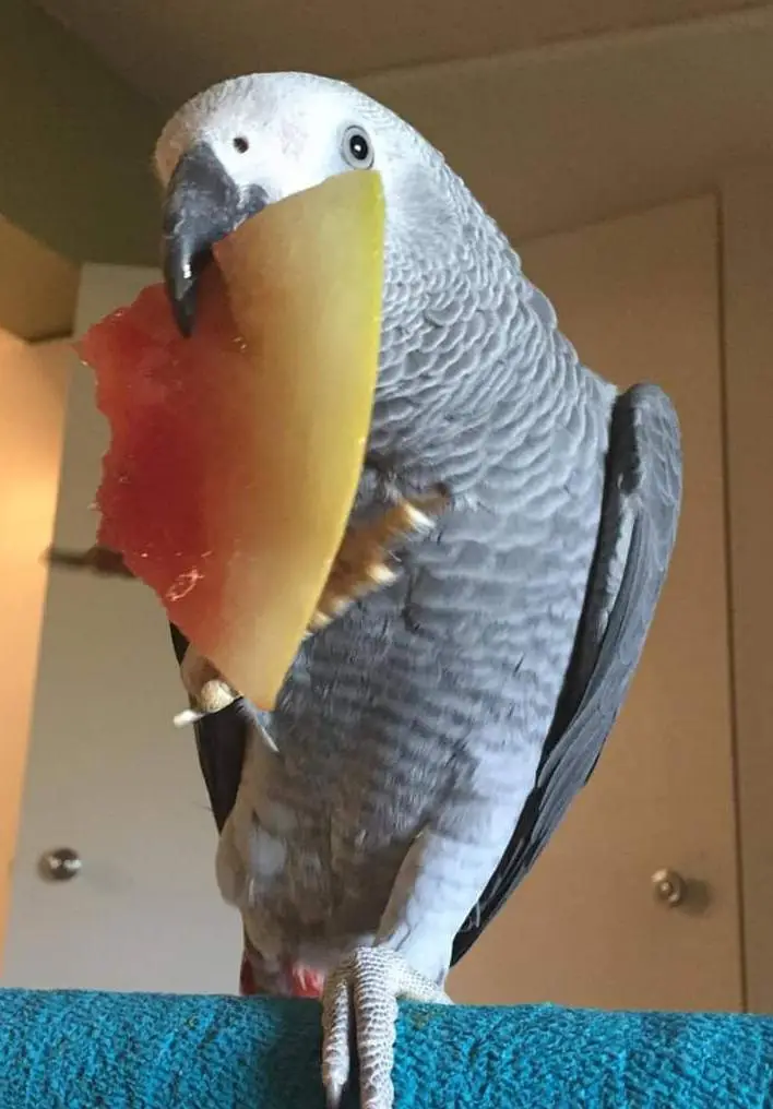 African grey parrot only WhatsApp 03094988831 — photo 2