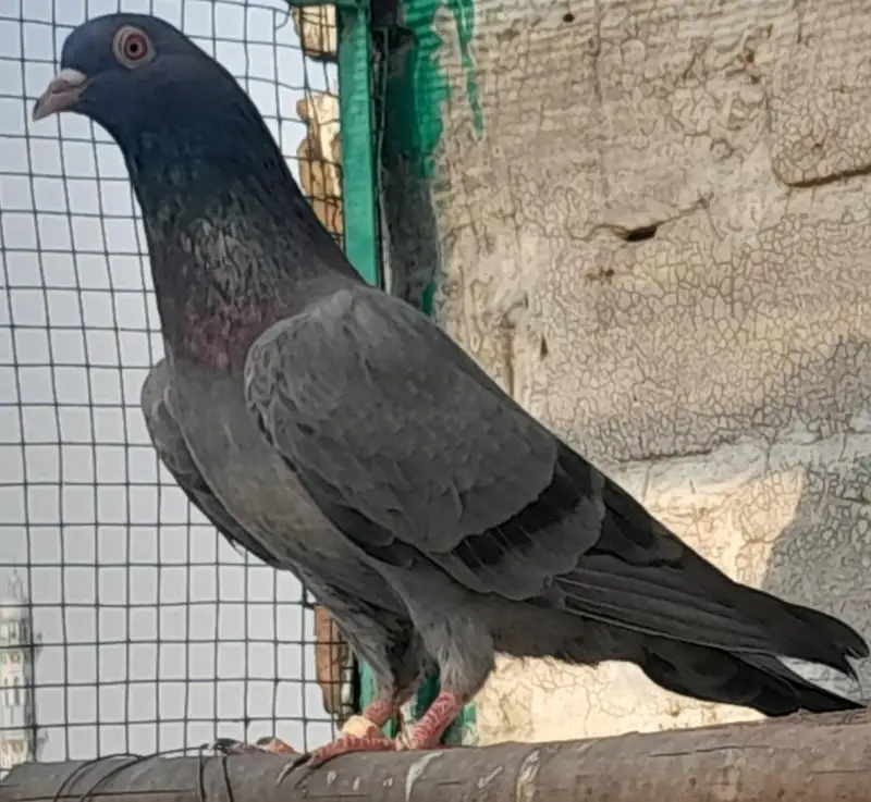 Neela kamgager, kamgar, zaak Golden  chick's and breeder pair — photo 2