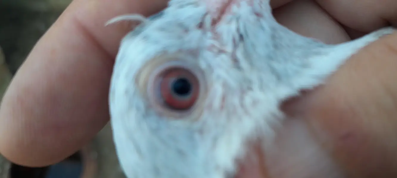 Neela kamgager, kamgar, zaak Golden  chick's and breeder pair — photo 4