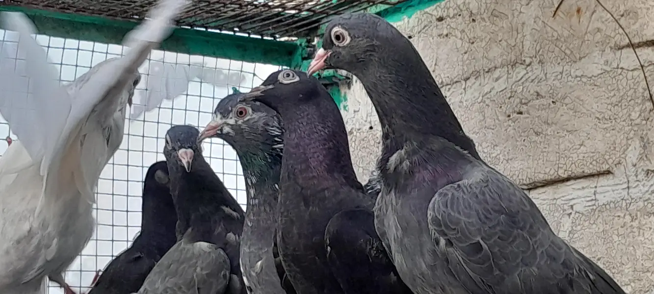 Neela kamgager, kamgar, zaak Golden  chick's and breeder pair — photo 7