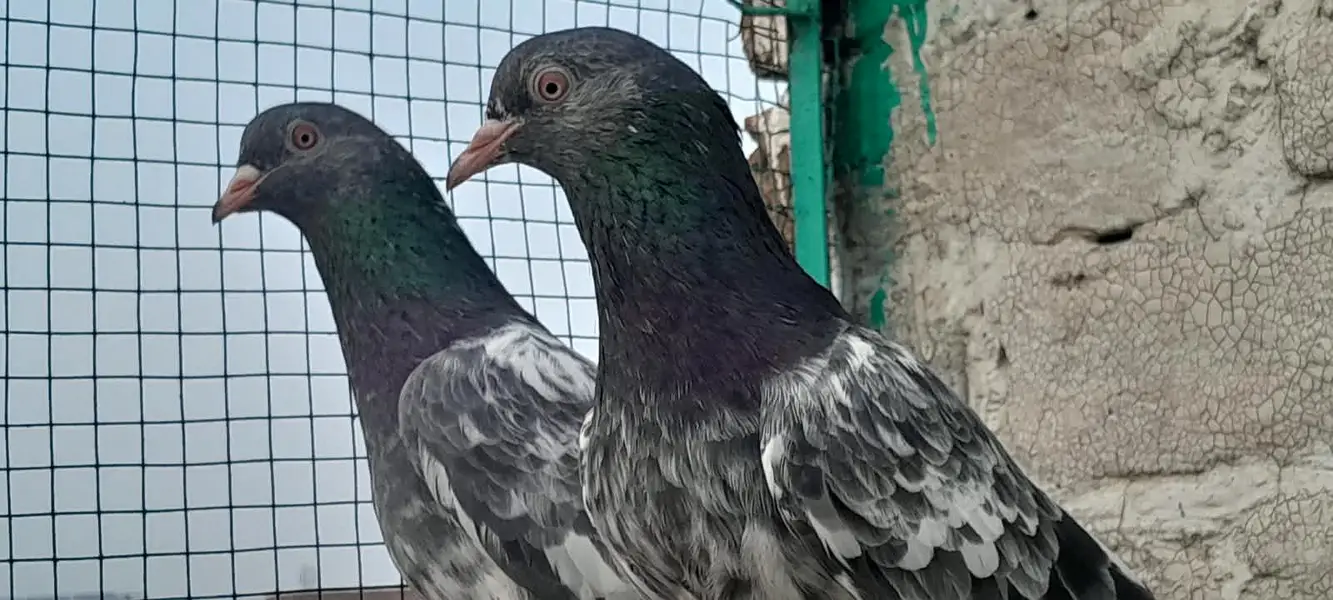 Neela kamgager, kamgar, zaak Golden  chick's and breeder pair — photo 9