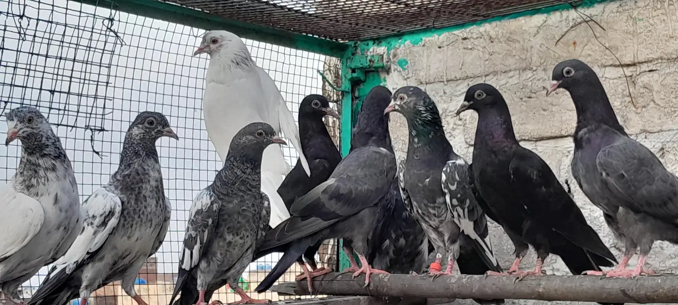 Neela kamgager, kamgar, zaak Golden  chick's and breeder pair — photo 10
