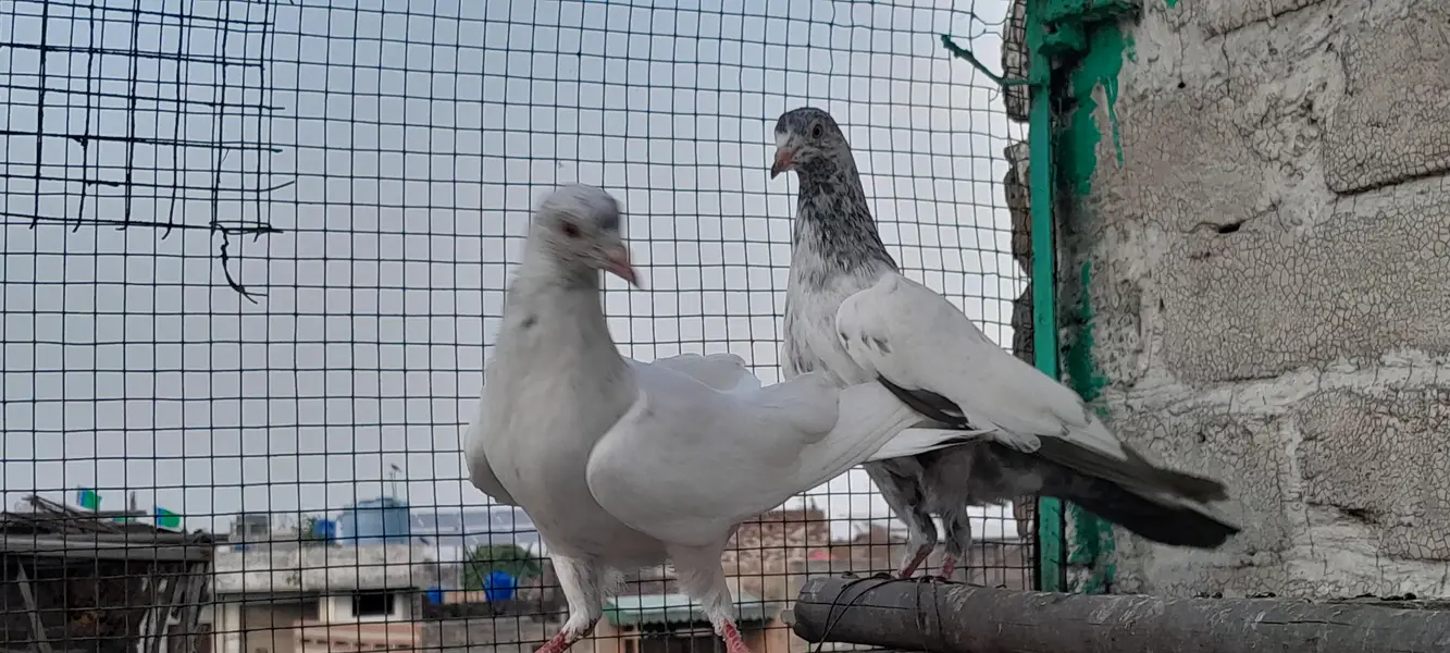 Neela kamgager, kamgar, zaak Golden  chick's and breeder pair — photo 12