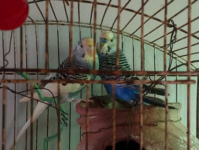 Budgies