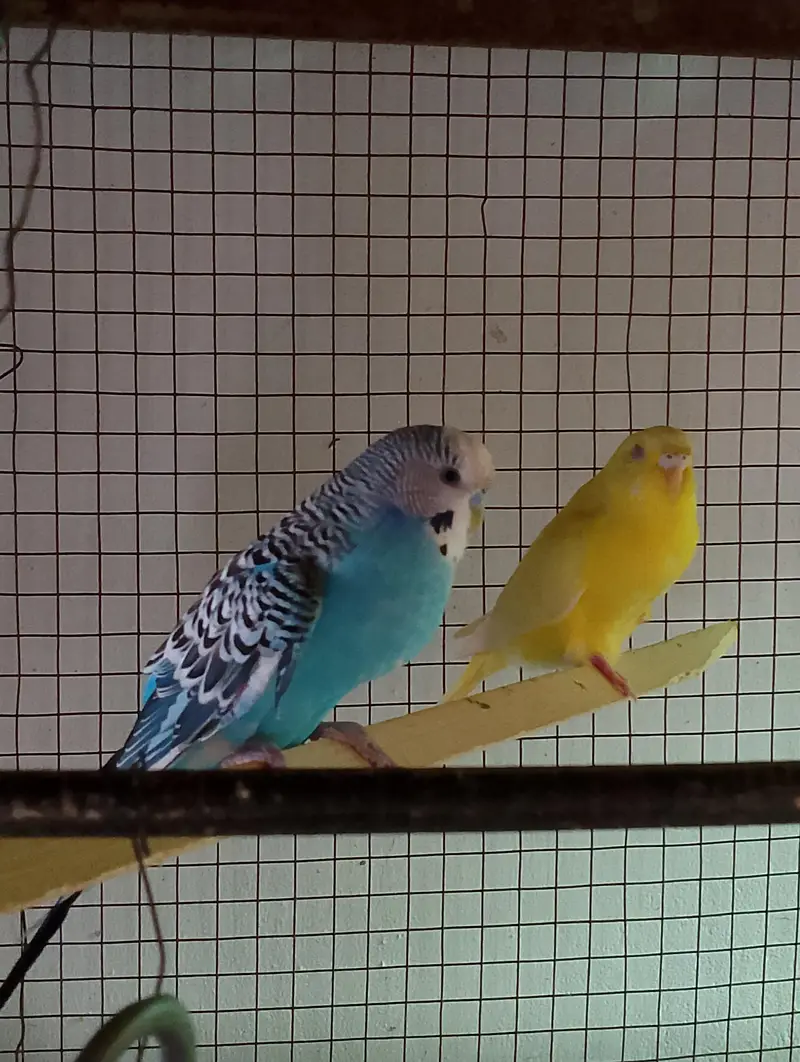 Budgies — photo 2