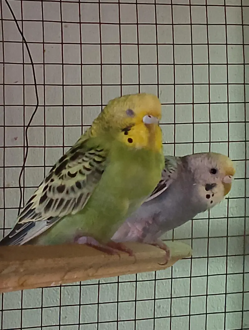 Budgies — photo 3