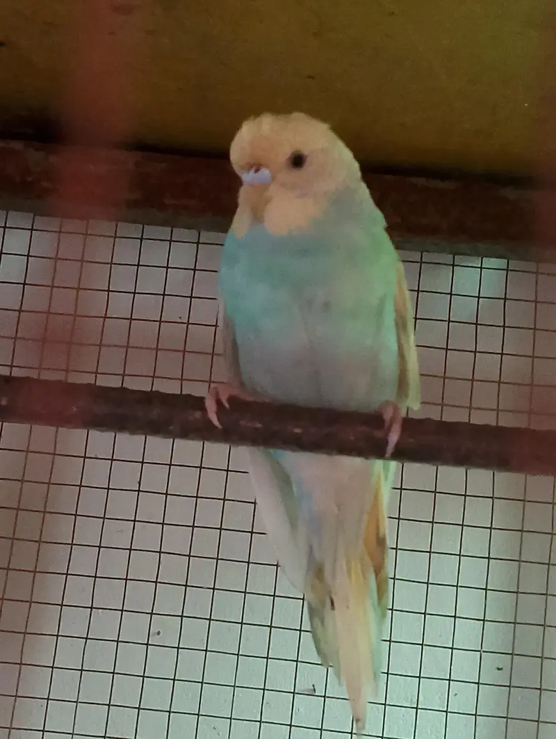 Budgies — photo 4