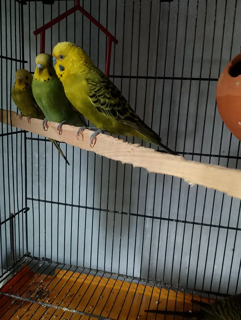 Budgies — photo 5