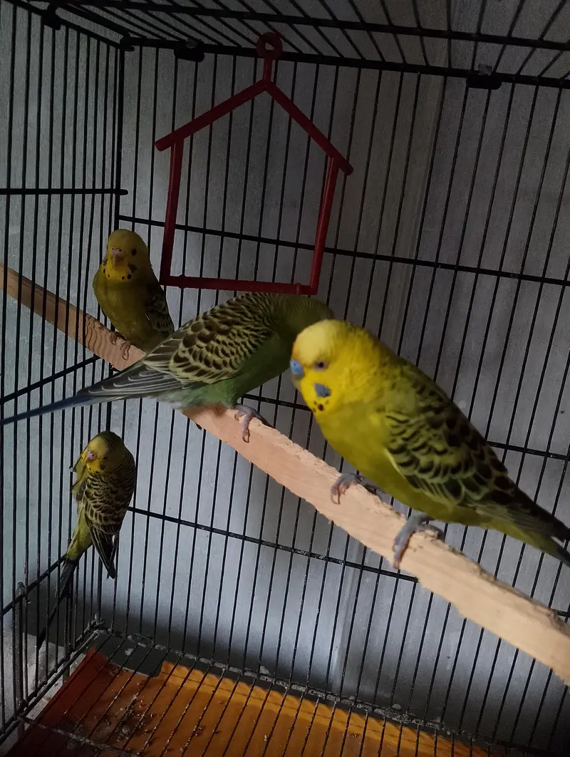 Budgies — photo 6