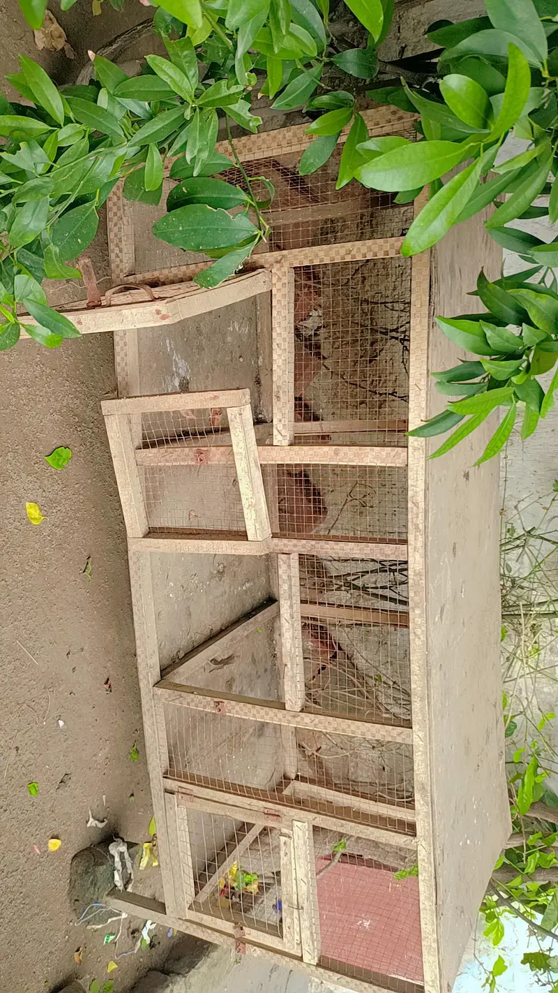 cage for Hen — photo 2