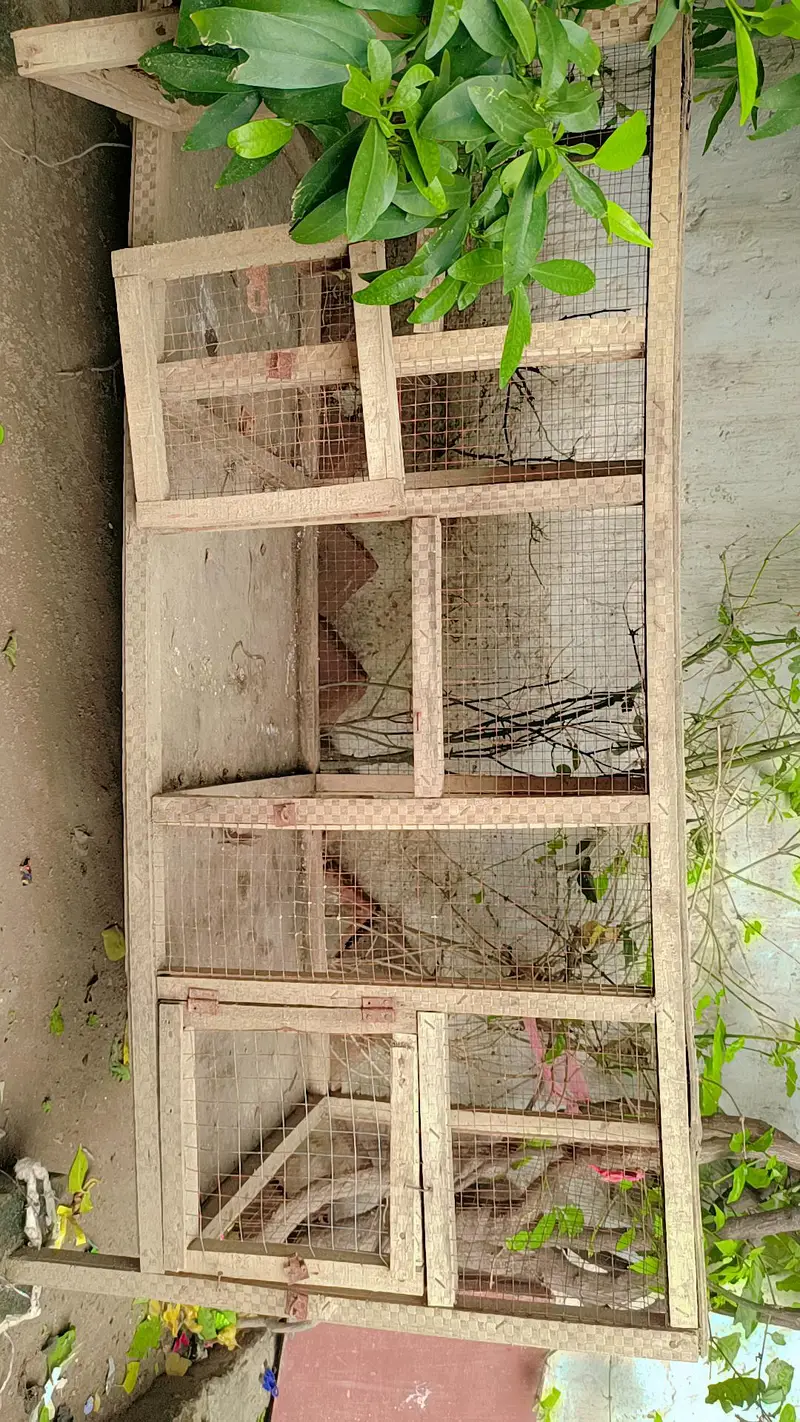 cage for Hen — photo 3